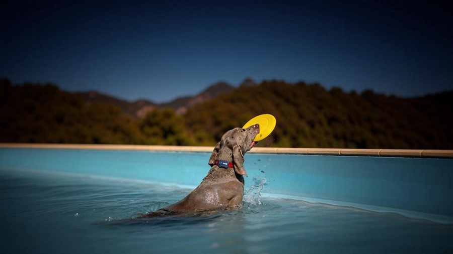 Mova amplía su ecosistema para mascotas con el localizador GPS SureTrack Pro