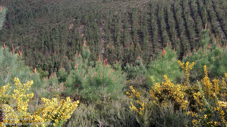 Plantación de árboles de Eurofred en Oia.
