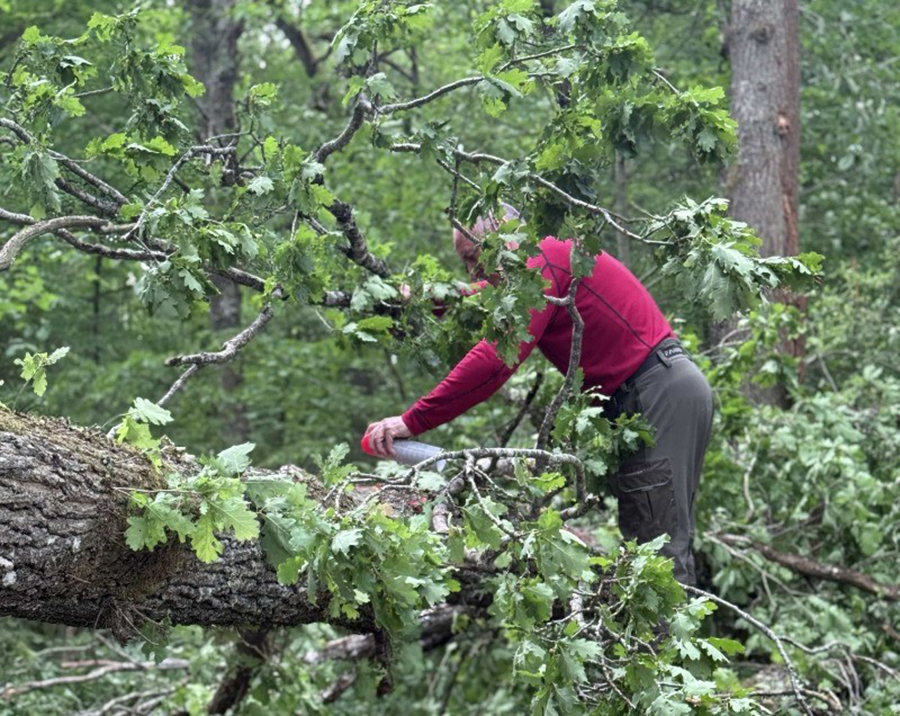 Eurofred Group planta 7.270 árboles en España y Francia